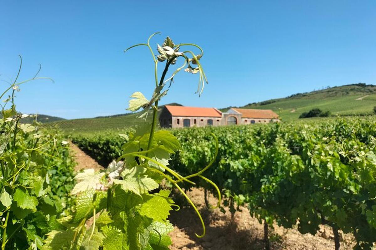 a field of grapes with a house in the background