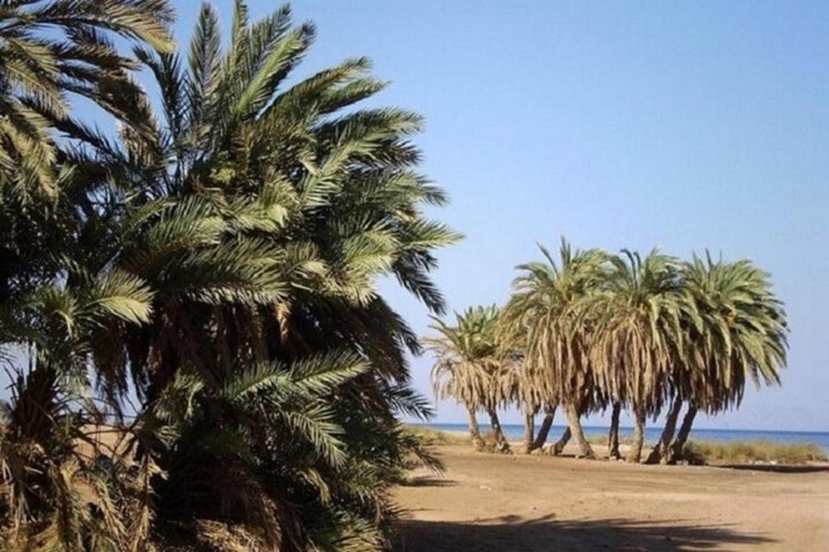 kumlu bir plajda bir sıra palmiye ağacı
