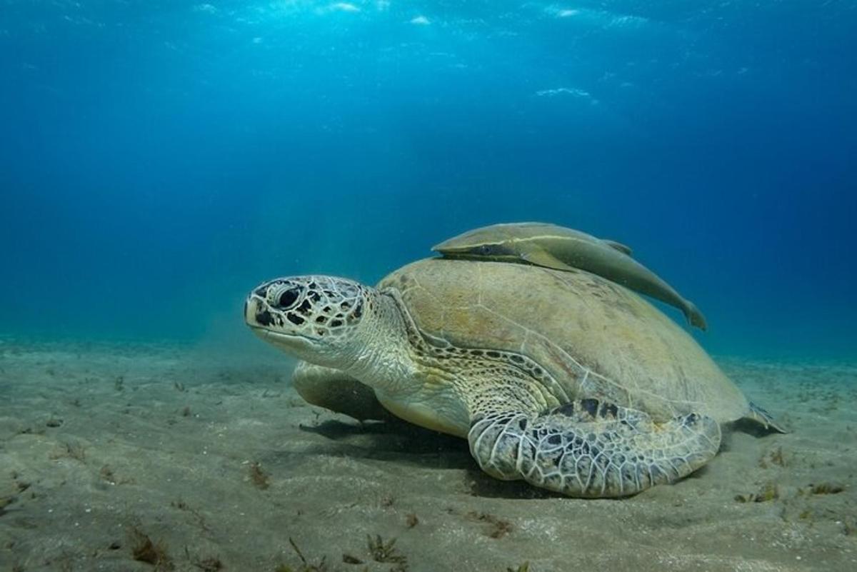 зелена морска корњача плива у води