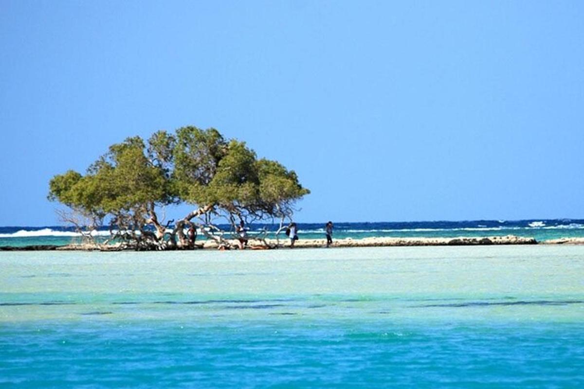 uma árvore em uma ilha no oceano