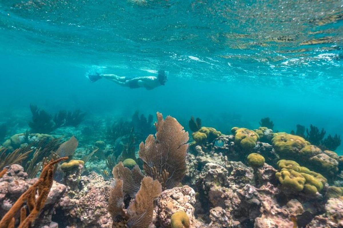 una persona che nuota nell'oceano sopra una barriera corallina