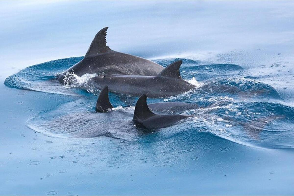 un gruppo di tre delfini nell'acqua