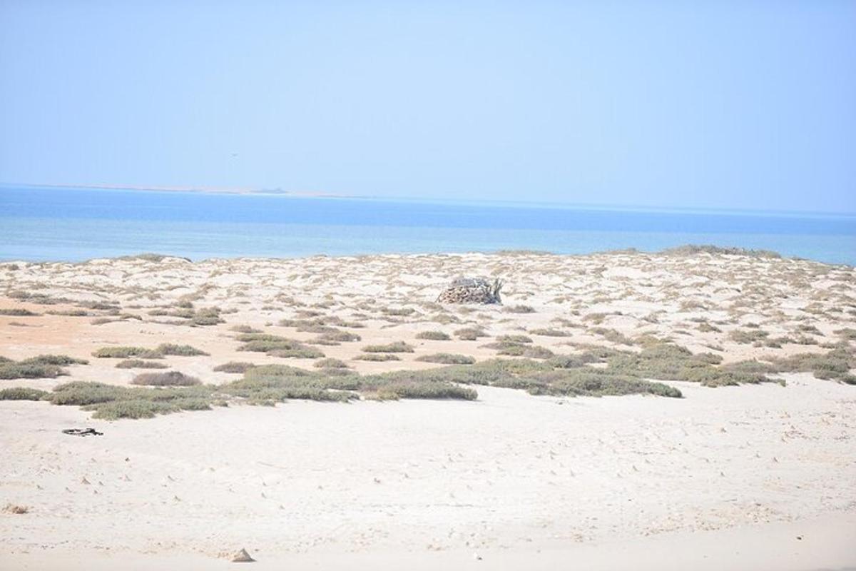 una platja amb herba i sorra i l'oceà