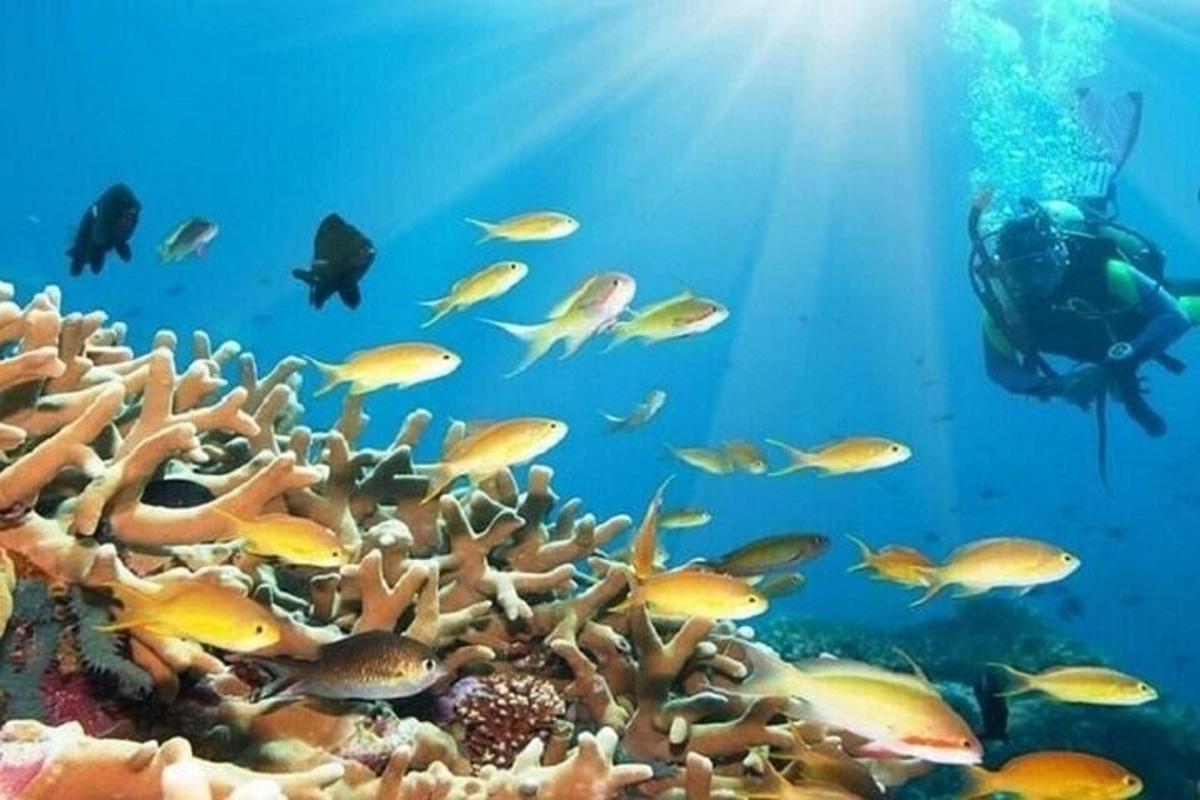 a diver swimming over an coral reef with fish