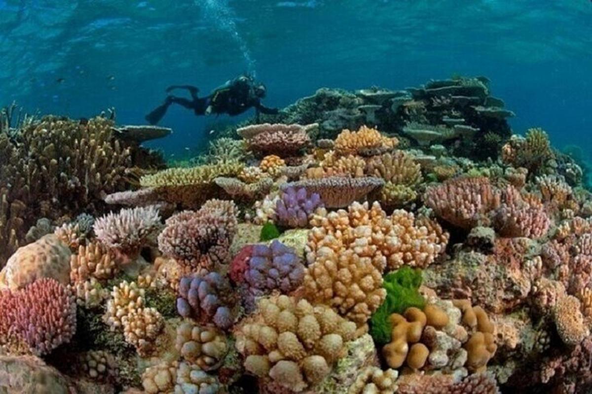 a man is swimming over a coral reef