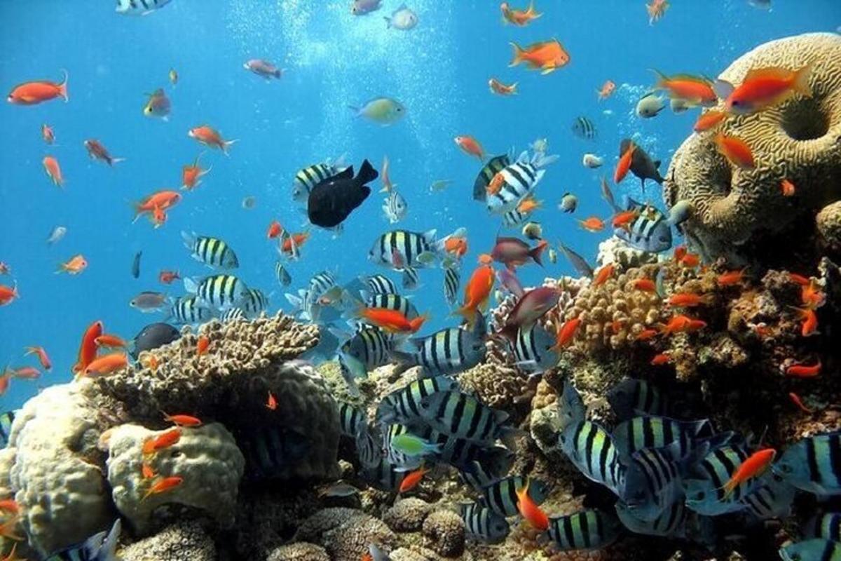 a school of fish on a coral reef