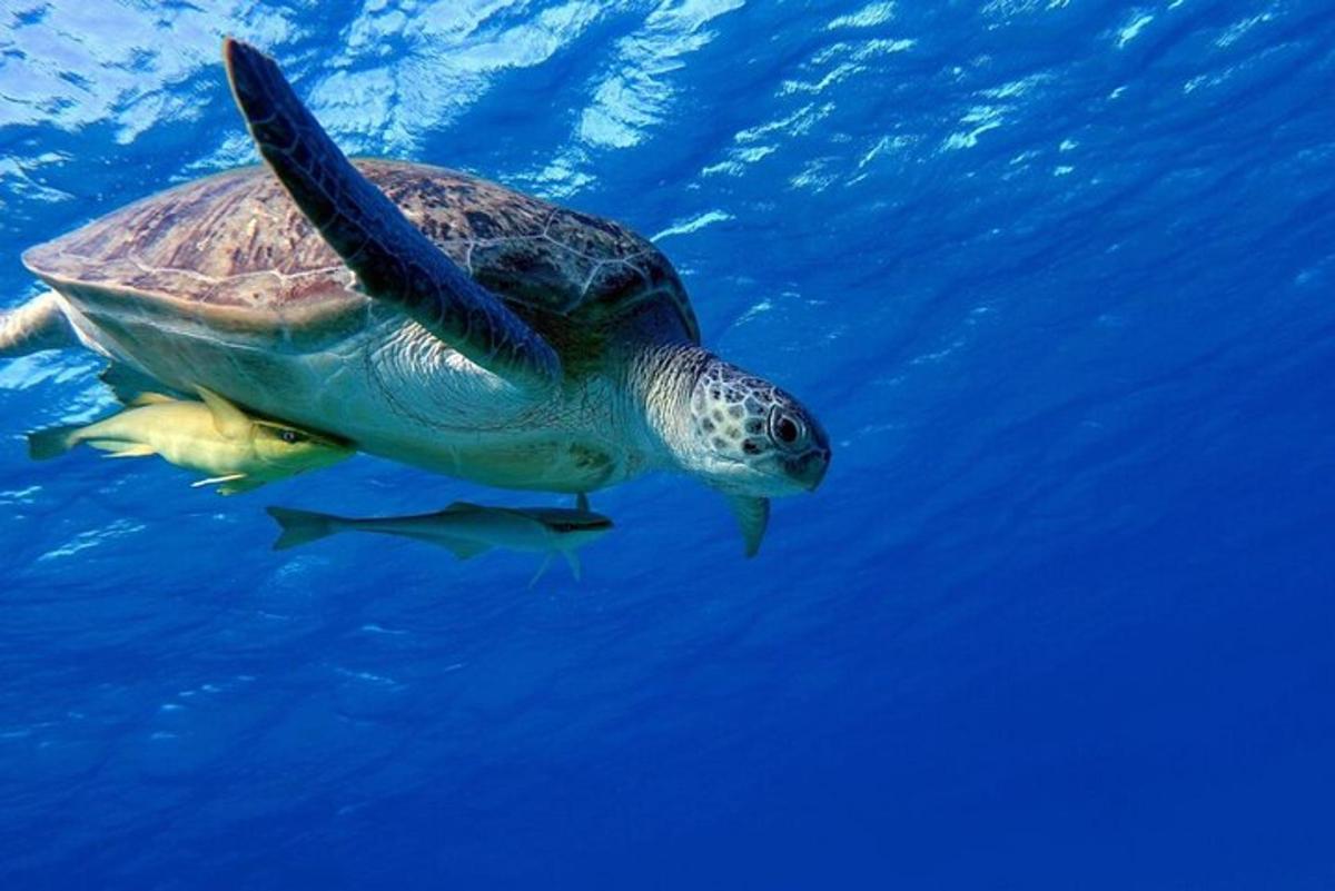 a green sea turtle swimming in the water