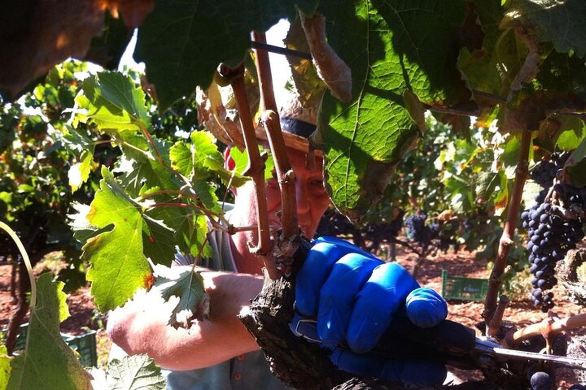 Eine Person streckt die Hand aus, um Trauben von einem Weinbaum zu pflücken