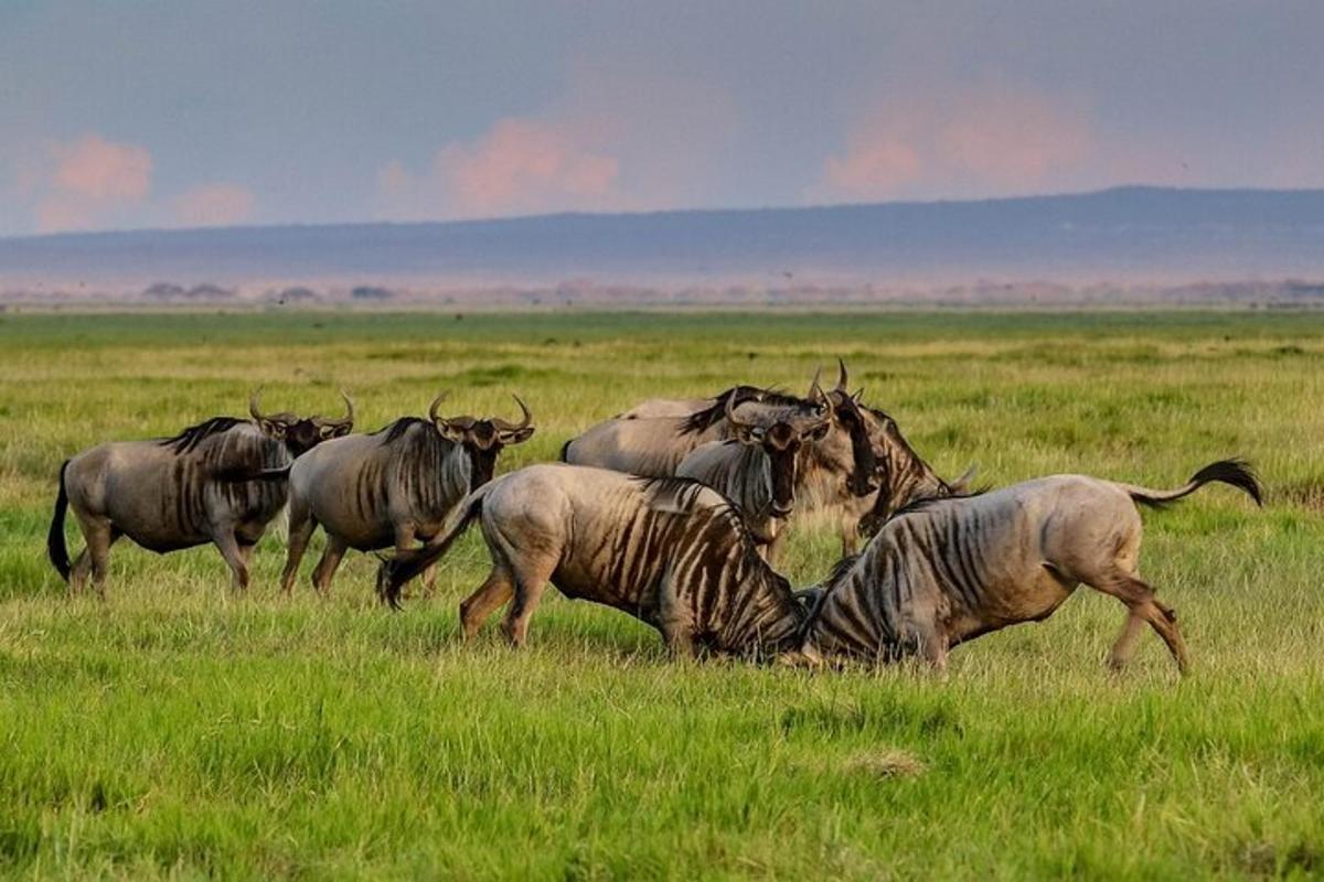 o turmă de animale sălbatice alergând pe un câmp