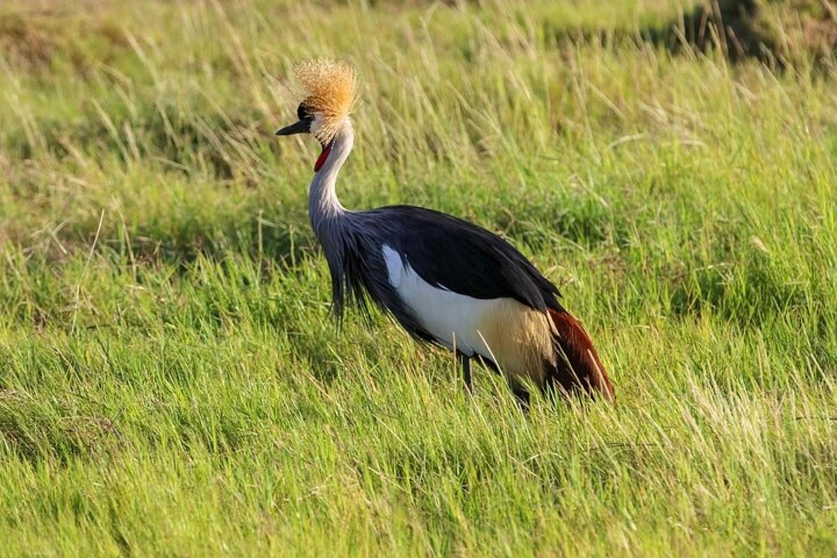 seekor burung berdiri di ladang rumput