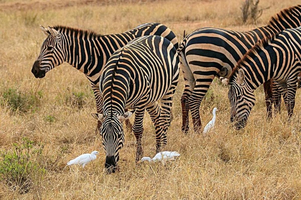 sekelompok zebra dan burung sedang merumput di ladang