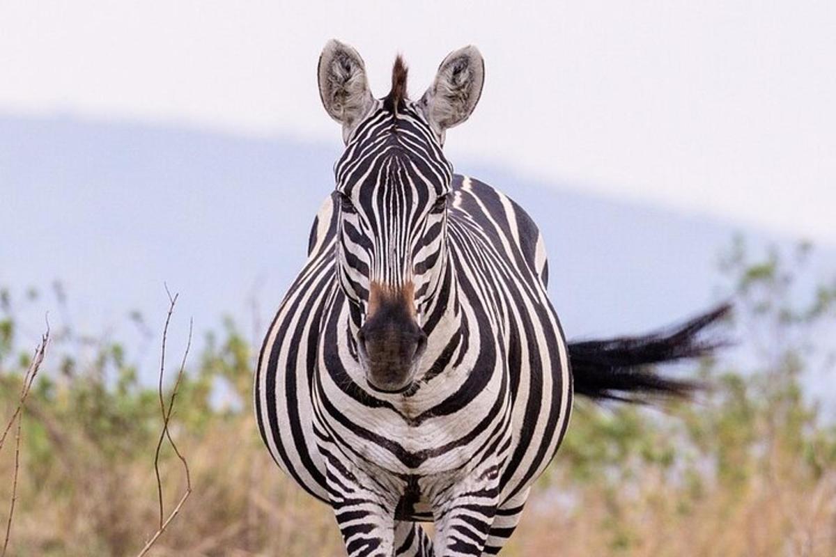 een zebra die in een veld staat en naar de camera kijkt