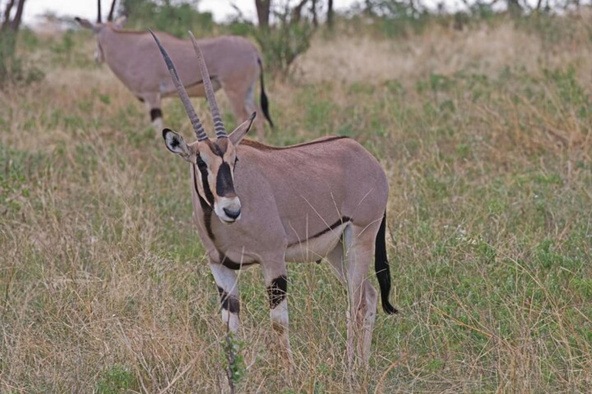 背の高い草の野原に立つ2頭のガゼル