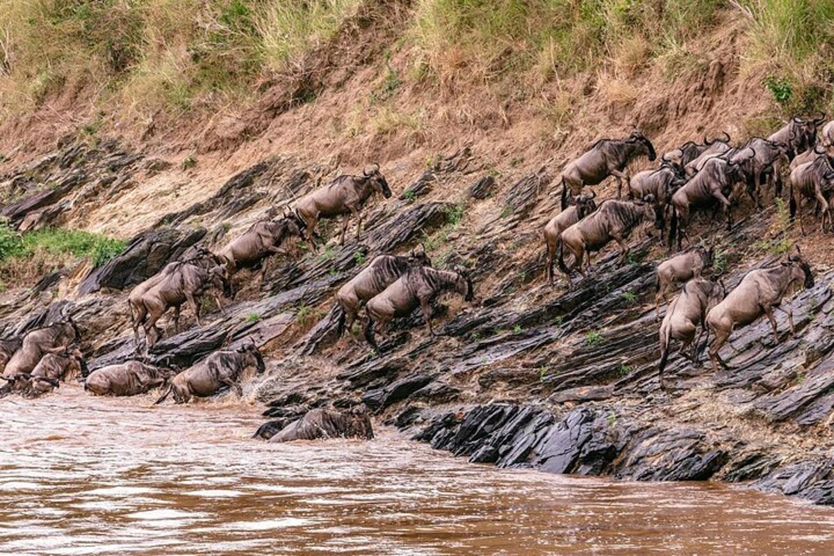 川沿いの丘を下って歩く動物の群れ