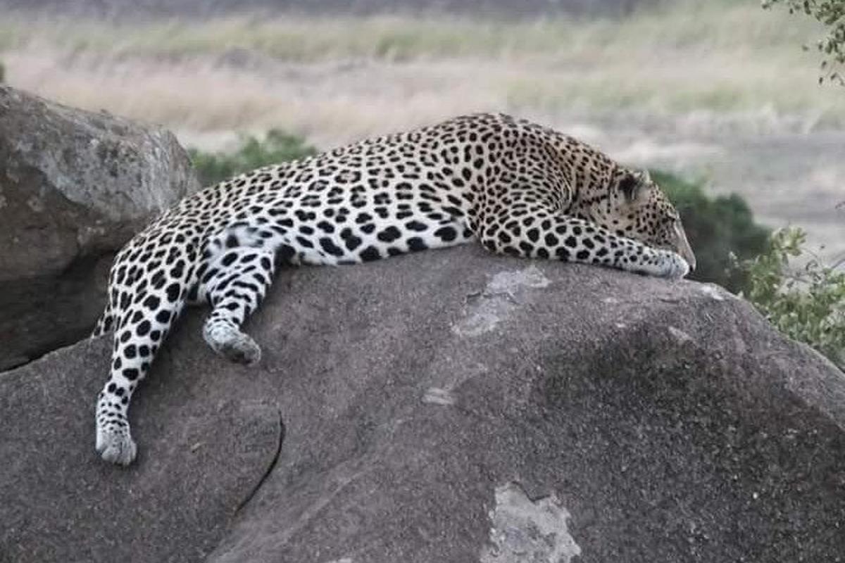 un leopardo durmiendo encima de una roca