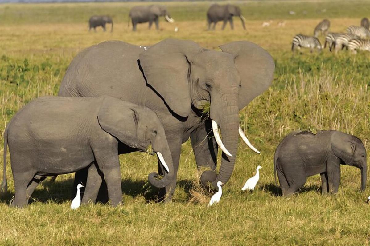due elefanti adulti e un cucciolo di elefante in un campo con le zebre