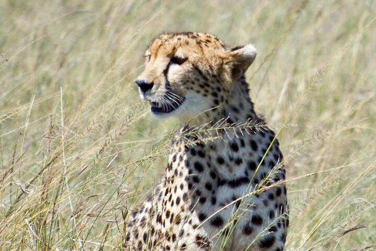 un guepard dempeus en un camp d'herba alta