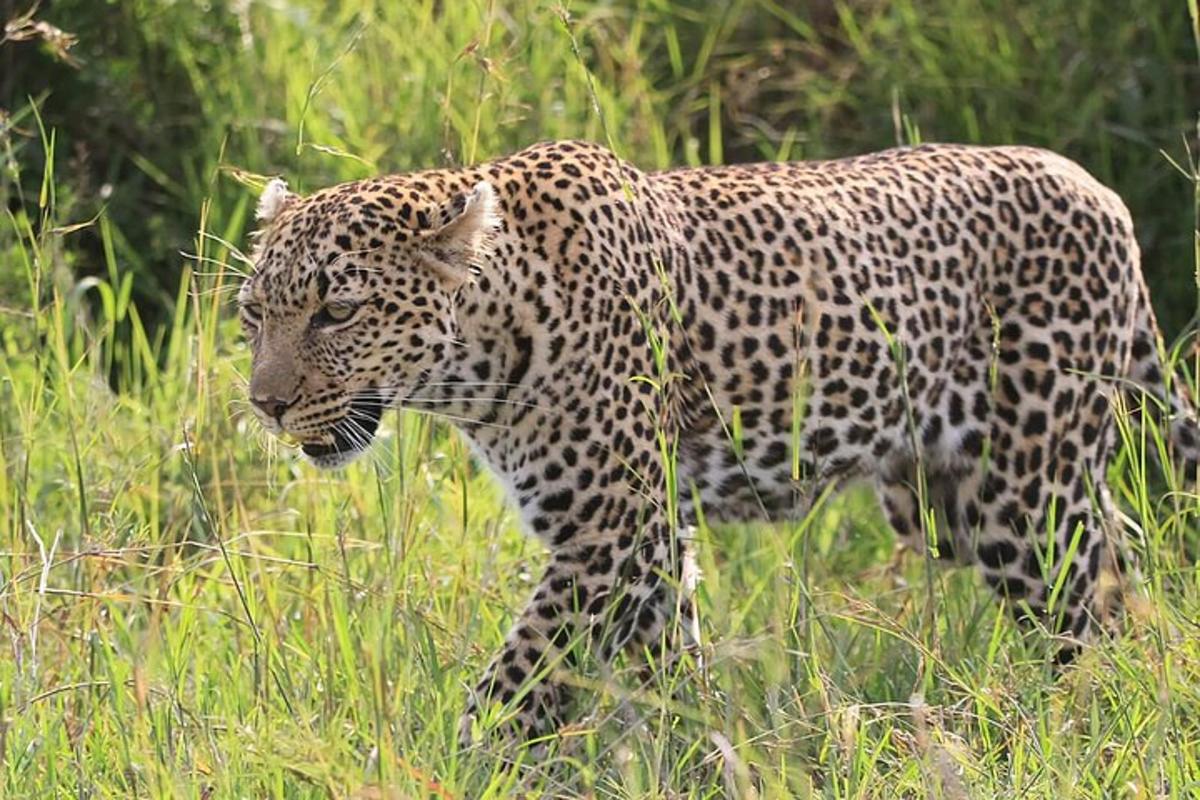 um leopardo caminhando por um campo de grama alta