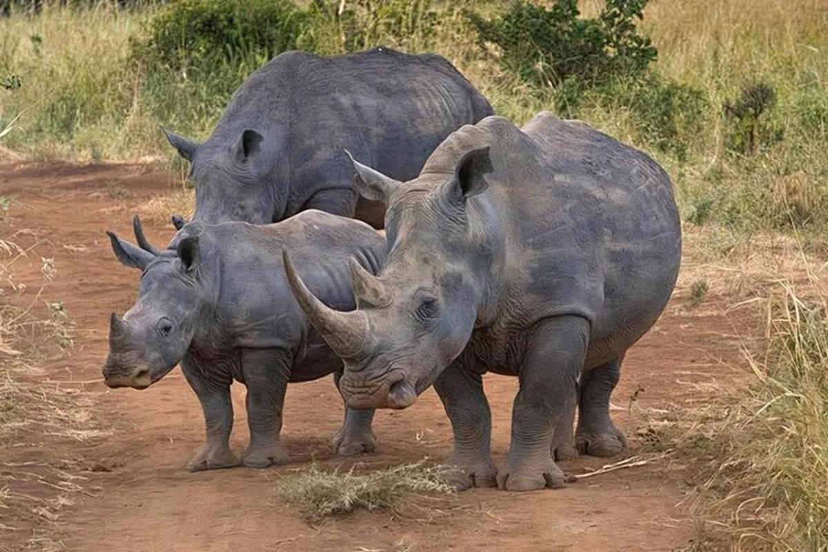 tatlong rhino na nakatayo sa isang maruming kalsada