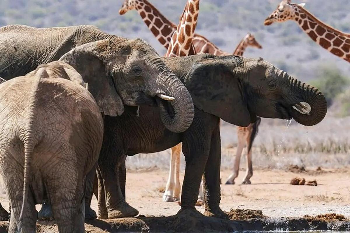 uma manada de elefantes e girafas parados na terra
