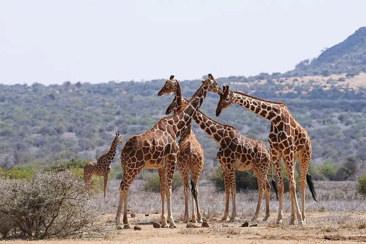 um grupo de girafas juntas em um campo