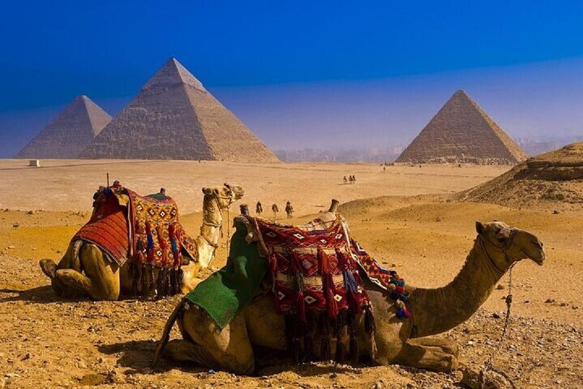 due cammelli seduti nel deserto vicino alle piramidi