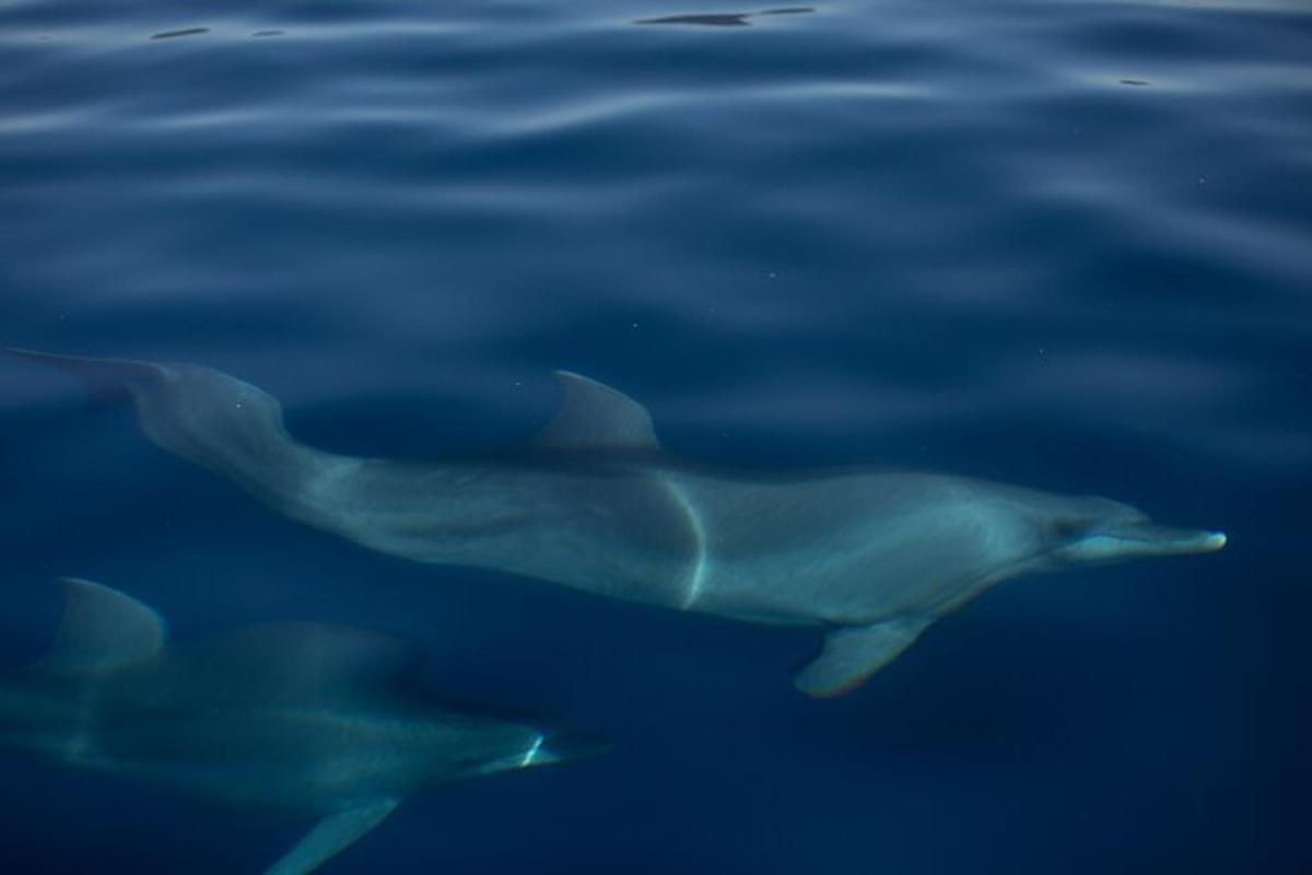 una coppia di delfini che nuotano nell'acqua