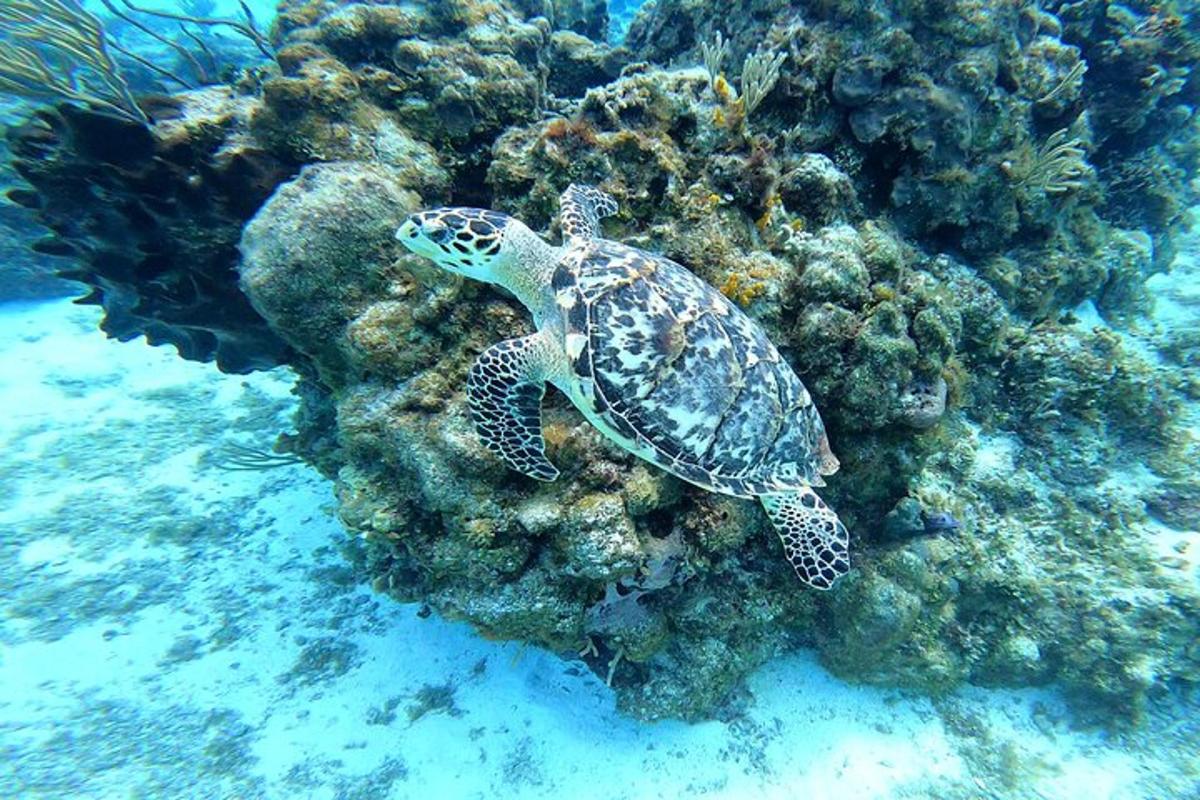 a turtle is sitting on a coral reef