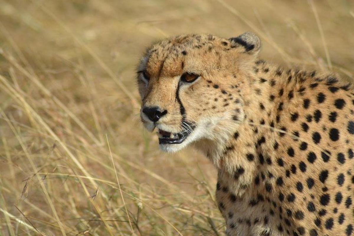 gepard seisab kõrge rohuväljal