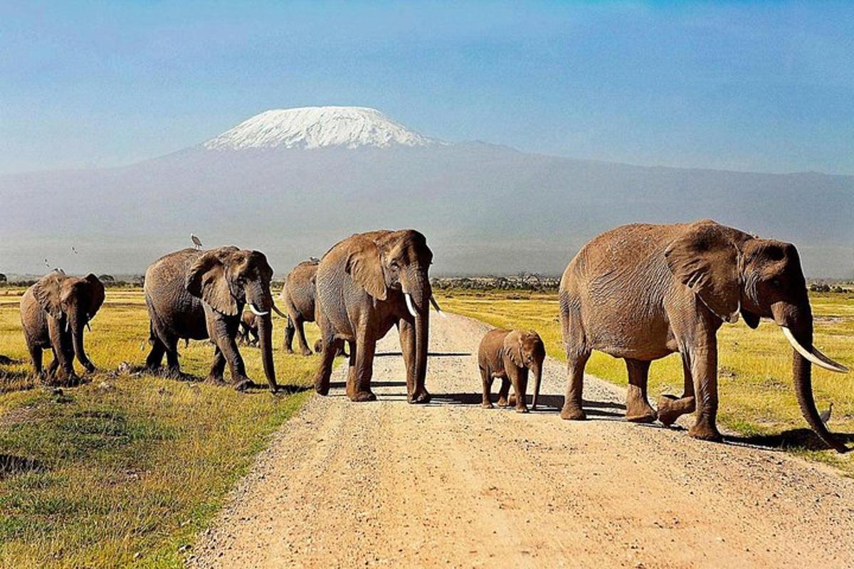uma manada de elefantes atravessando uma estrada de terra com uma montanha ao fundo