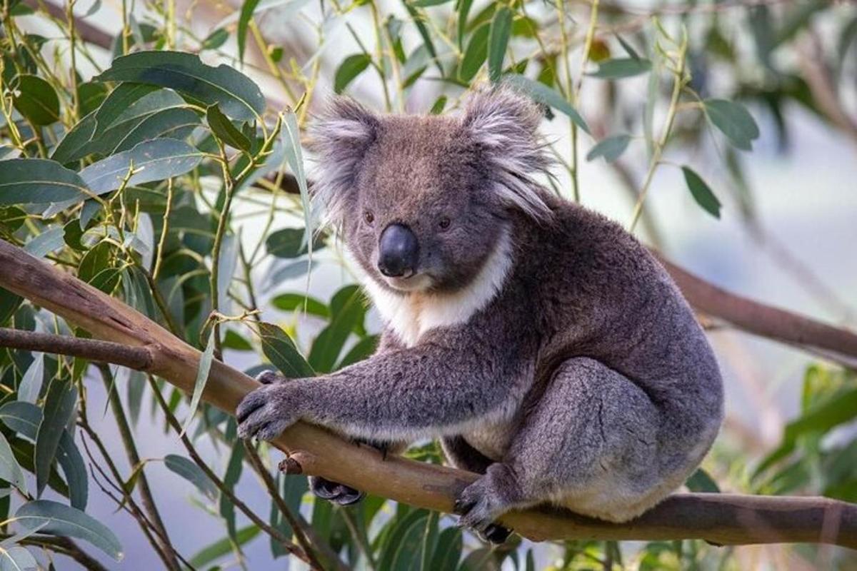 Koala sedi na drevesni veji