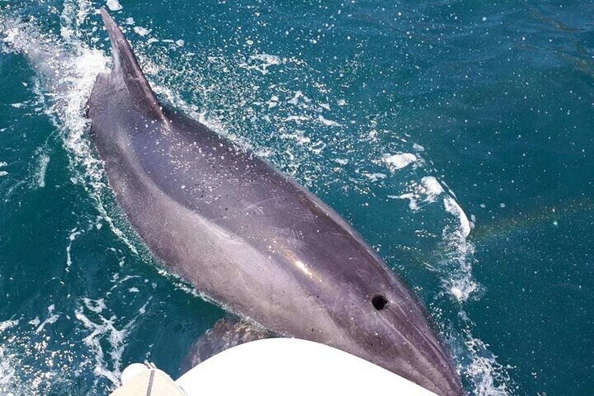 un delfín en el agua junto a un barco