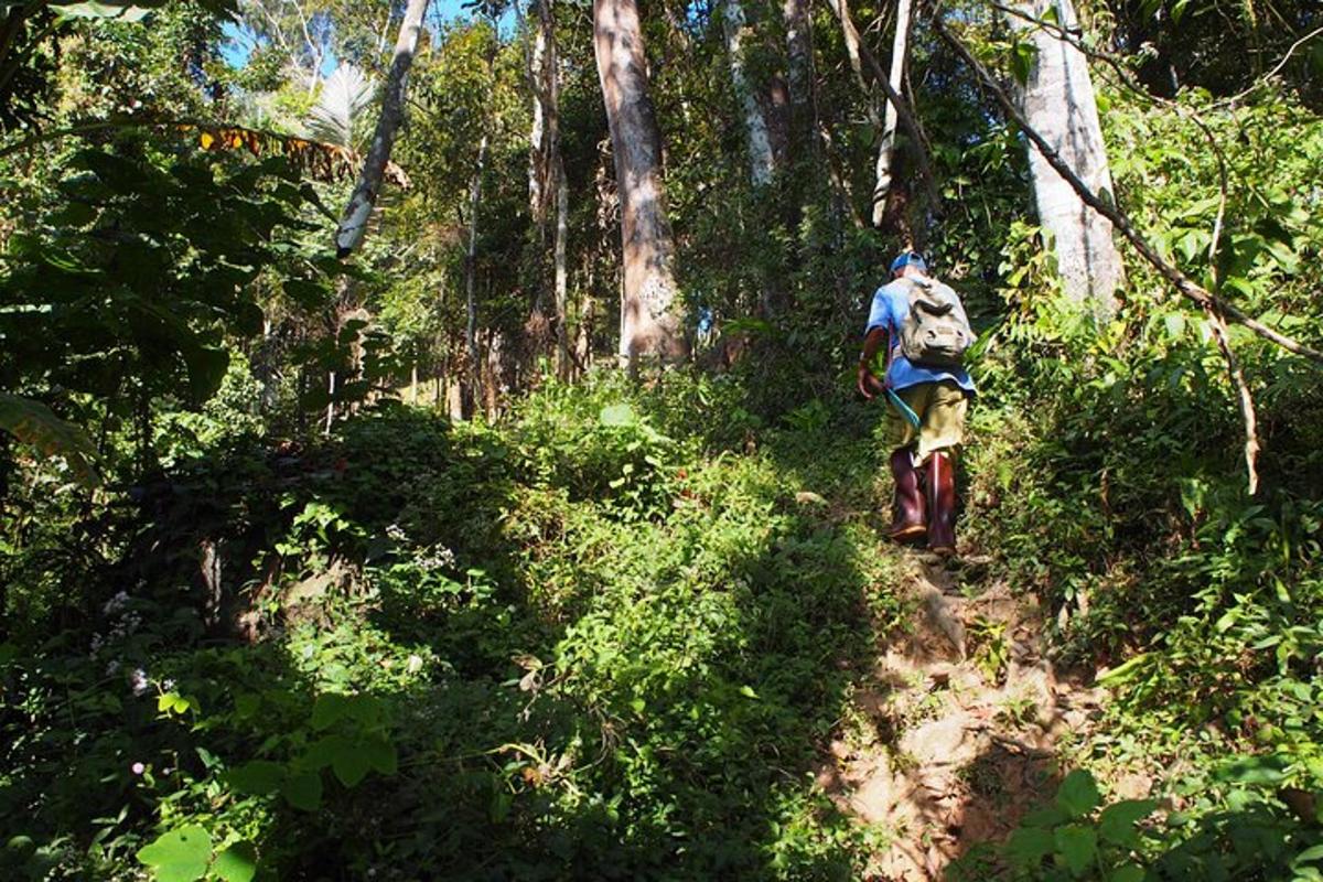 un home caminant per un sender al bosc