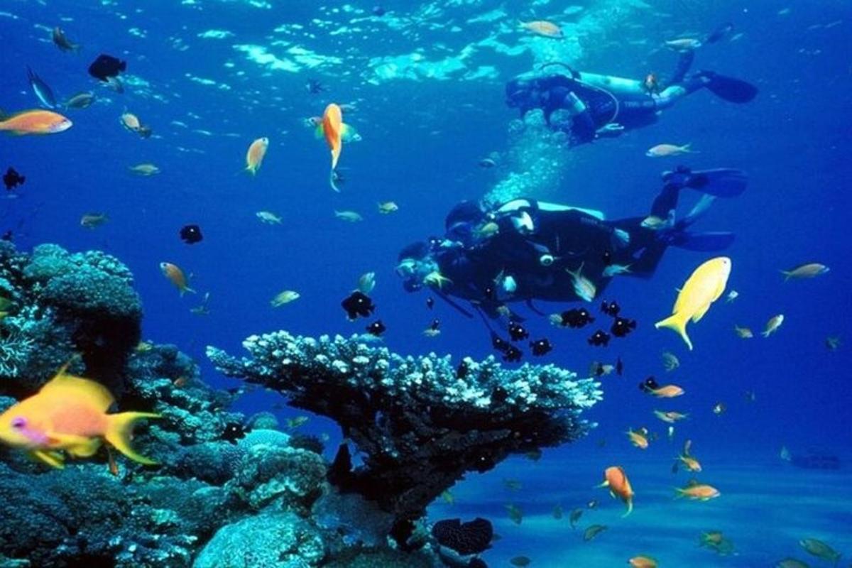 dos personas nadando en el océano con peces