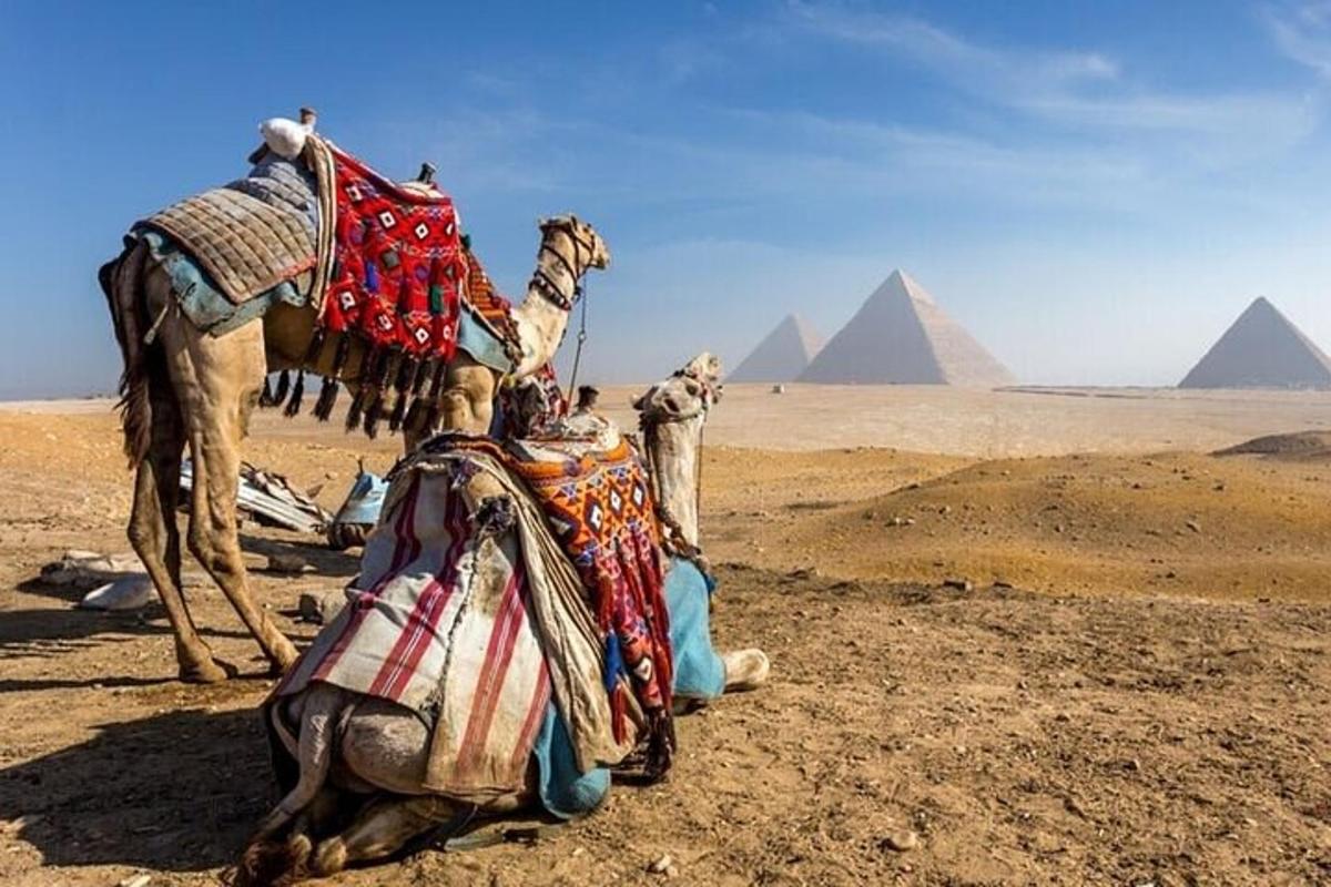 ťava v púšti s pyramídami v pozadí
