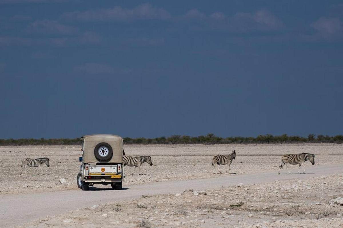 a truck driving down a road with zebras in the distance