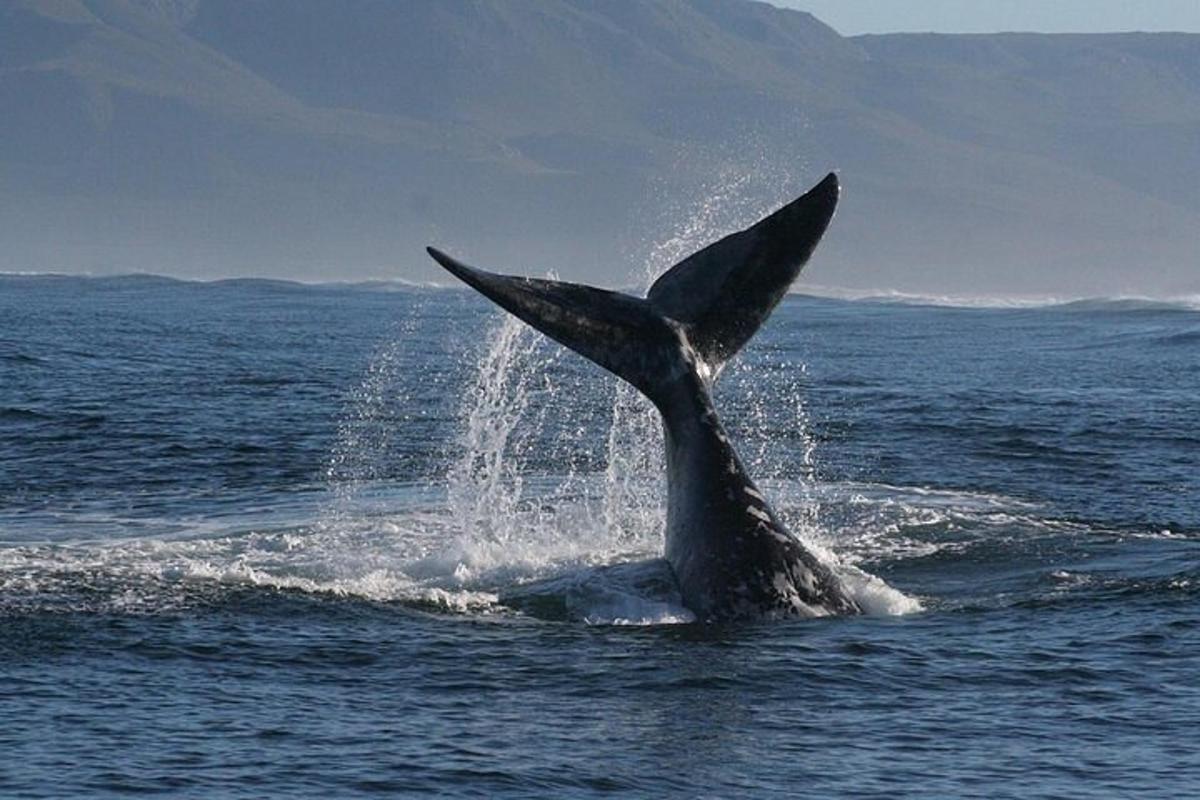 en delfin i havet med halen i vannet