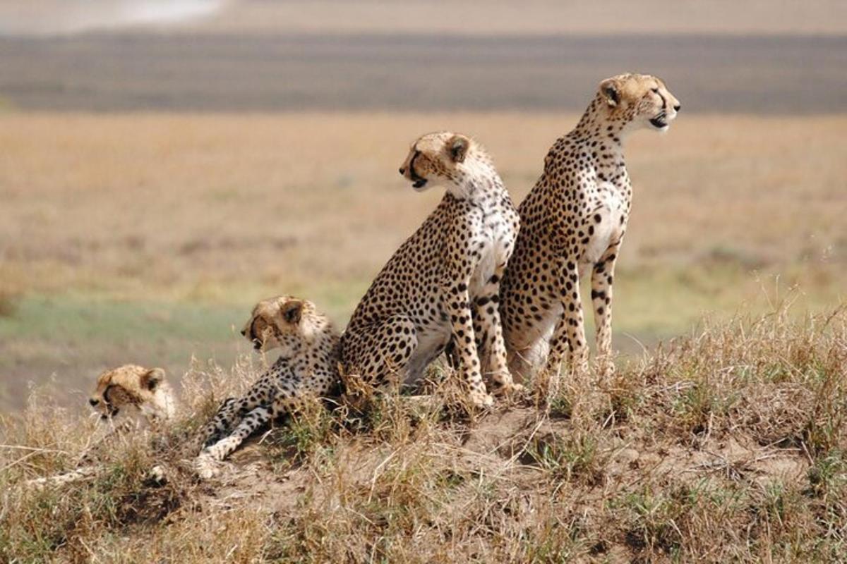 sekumpulan empat cheetah duduk di rumput
