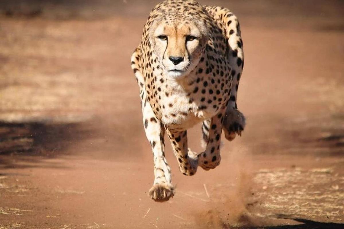 seekor cheetah berlari melalui air dengan kaki hadapannya