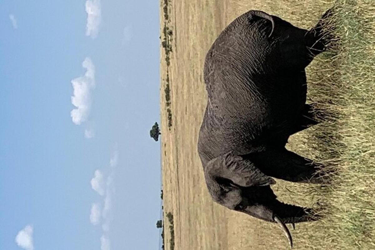 seekor gajah besar berjalan di atas jalan tanah