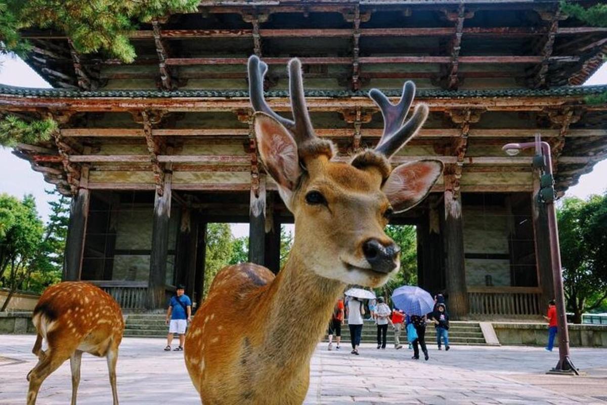 a fake deer standing in front of a building