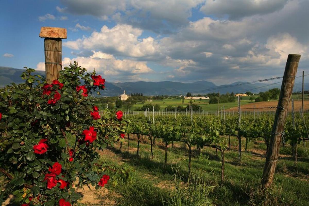 vrsta rdečih vrtnic v vinogradu