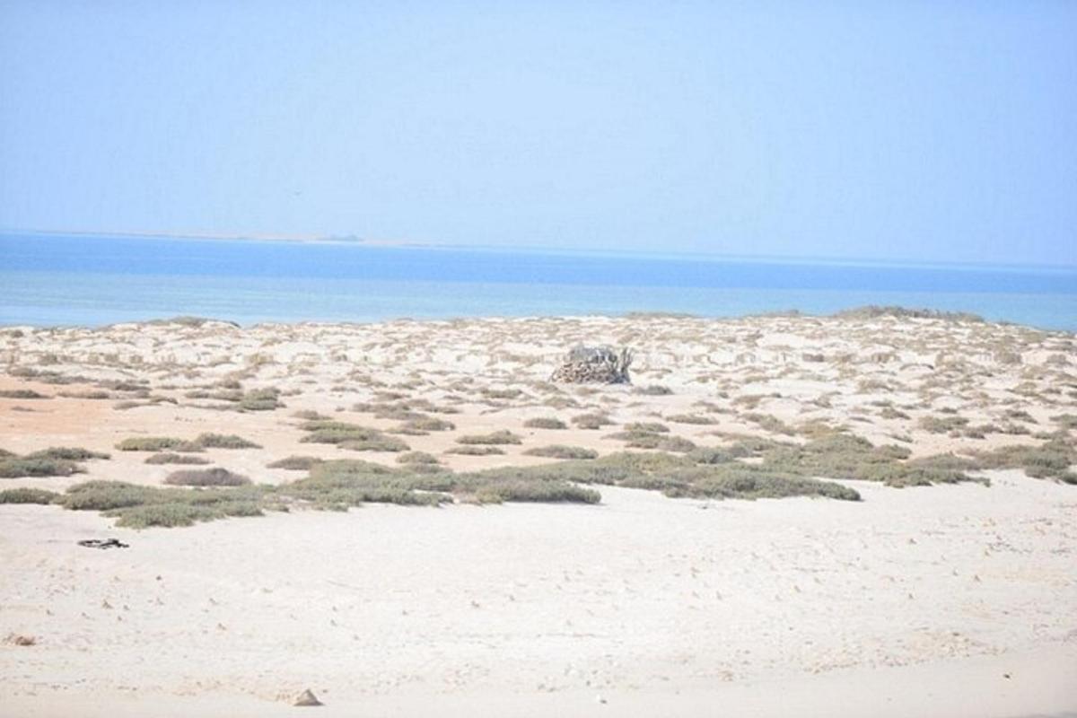 חוף חולי עם דשא ואוקיינוס ברקע