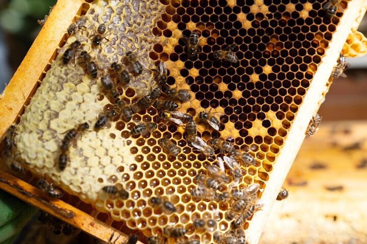 uno sciame di api in un alveare