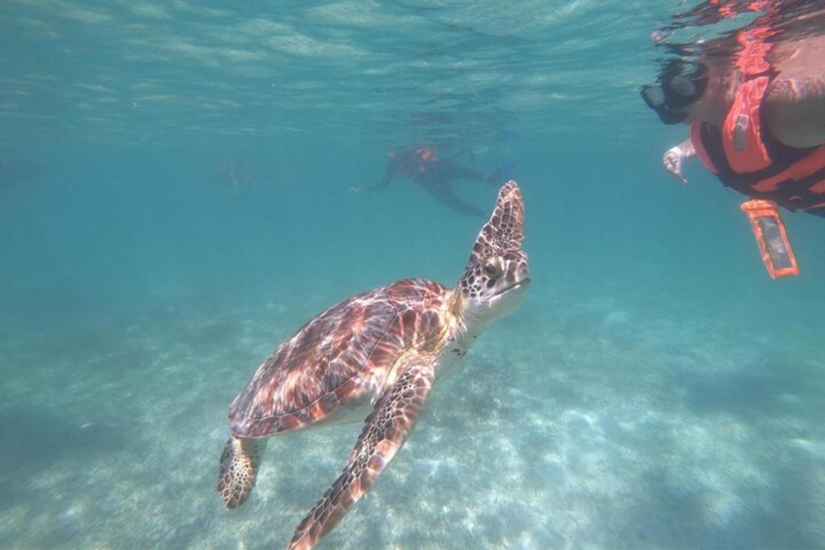 a green sea turtle swimming in the water