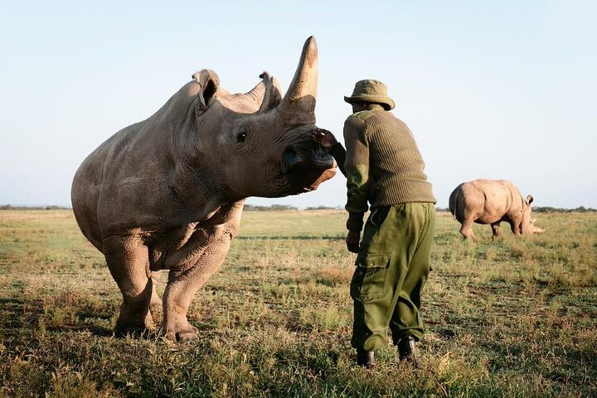 isang lalaking nakatayo sa tabi ng isang rhino sa isang bukid