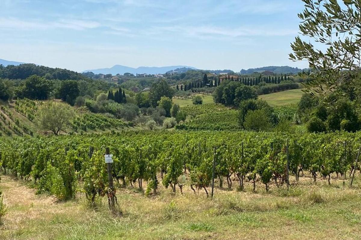 a vineyard with a bunch of vines in a field