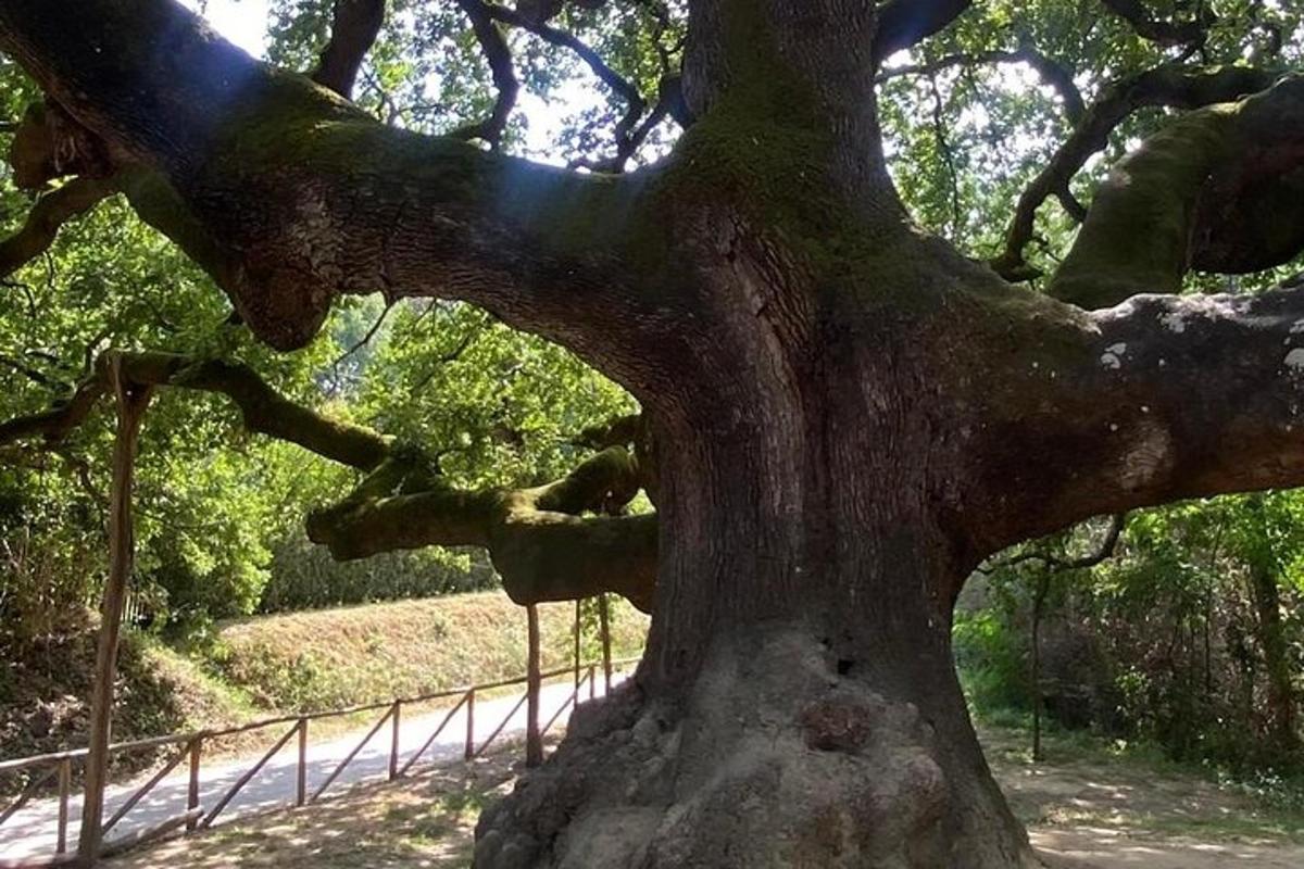 a close up of the trunk of a large tree