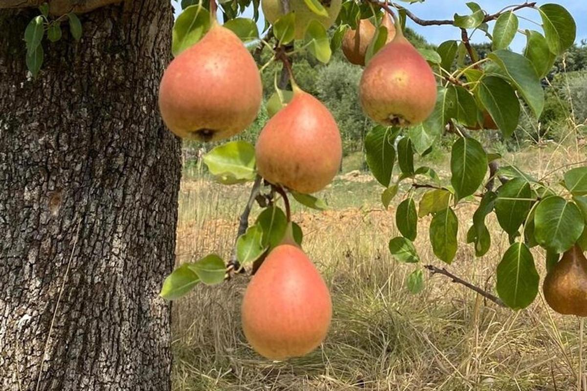 een tros appels die aan een boom hangen