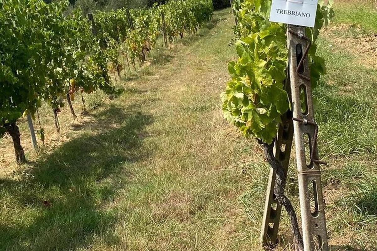 a row of vineyards with a sign on a tree